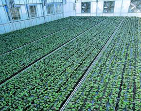 Moveable Planting Bed