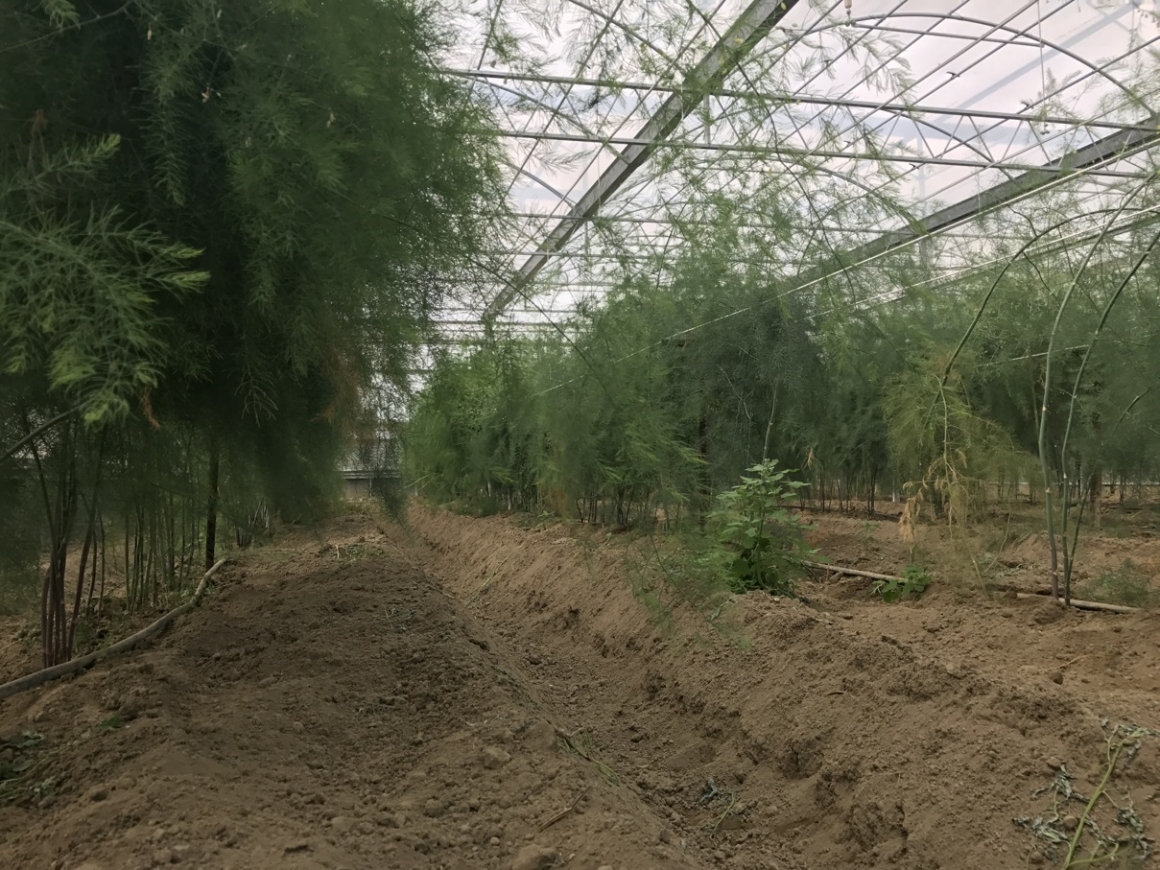 原土栽培盧筍實景04